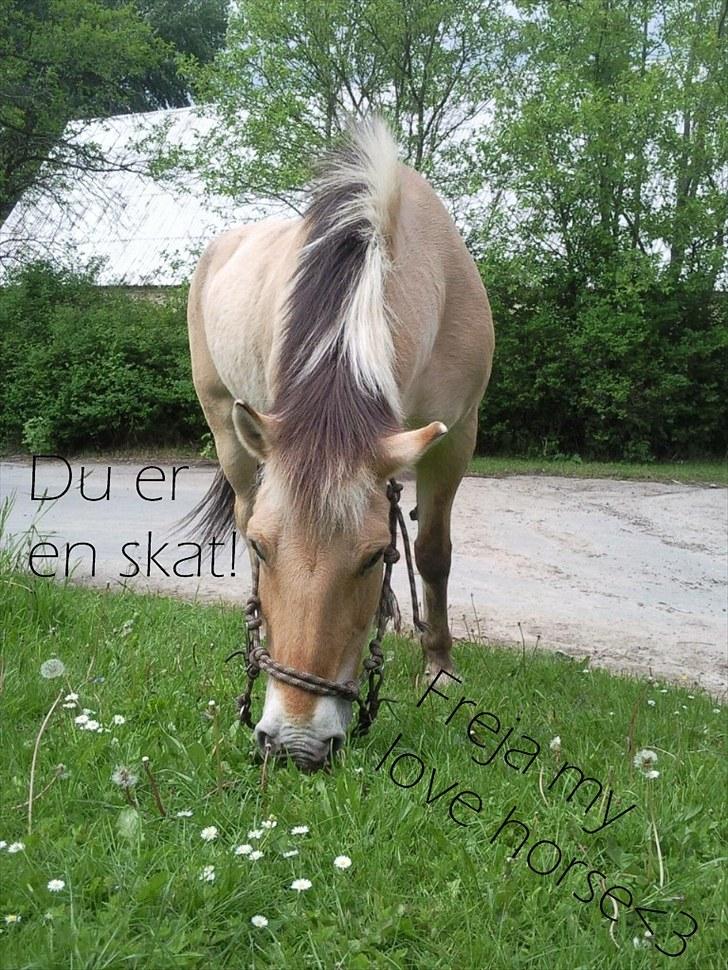 Fjordhest Freja (R.I.P) billede 2