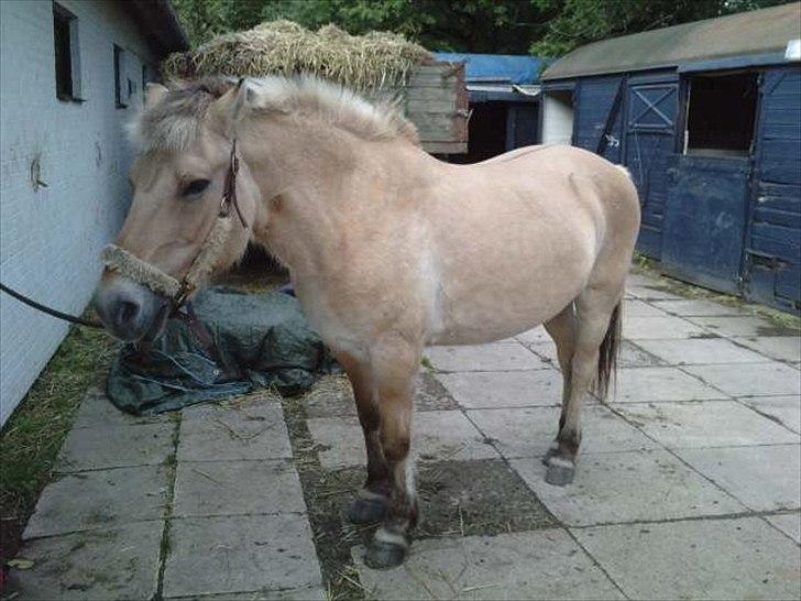 Fjordhest Freja (R.I.P) billede 3