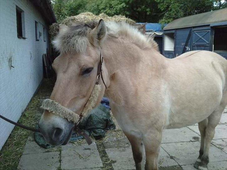 Fjordhest Freja (R.I.P) billede 4