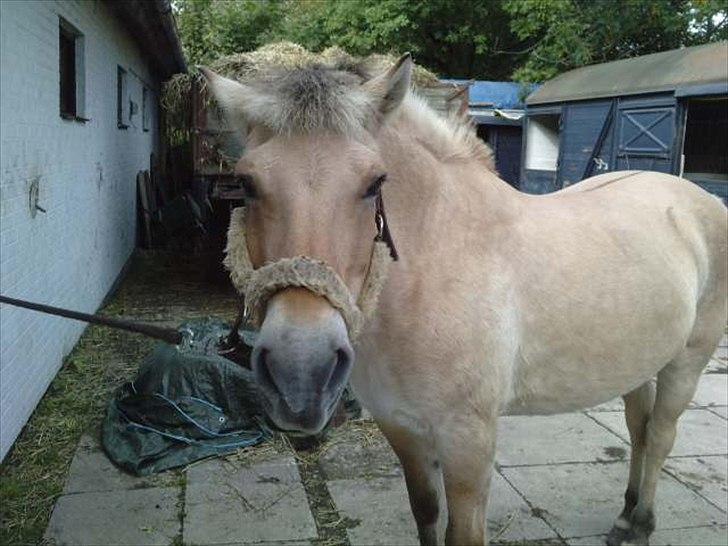 Fjordhest Freja (R.I.P) billede 5