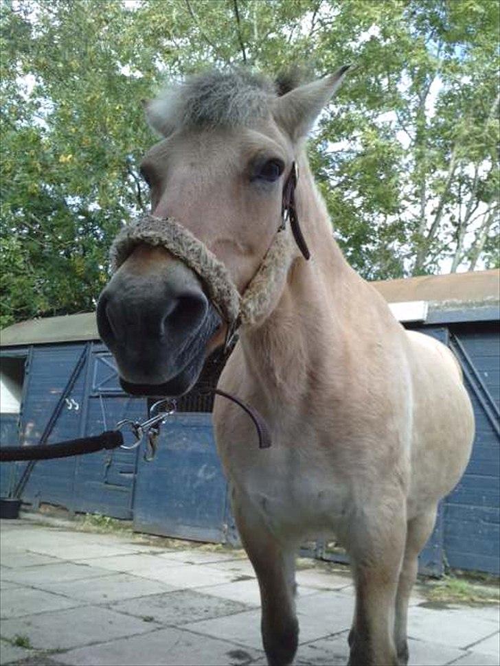 Fjordhest Freja (R.I.P) billede 6