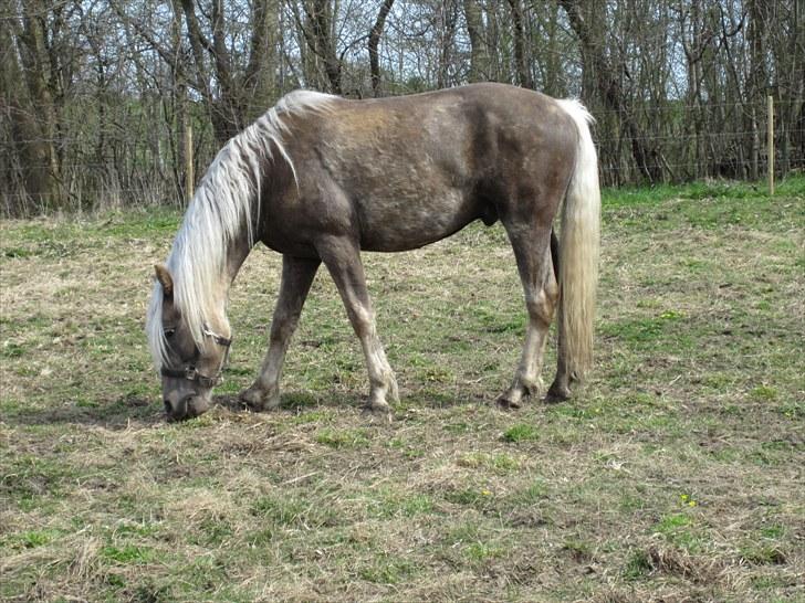 Haflinger Anubis(Solgt) billede 1