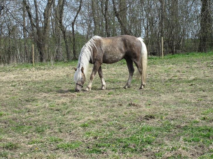 Haflinger Anubis(Solgt) billede 2