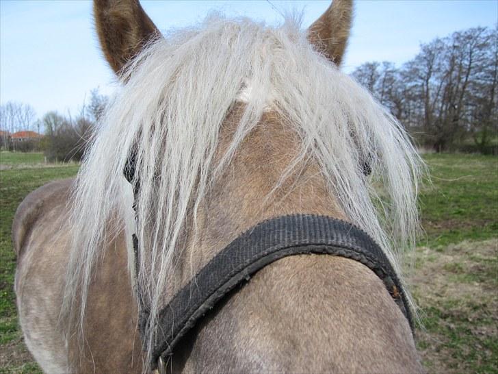 Haflinger Anubis(Solgt) billede 3