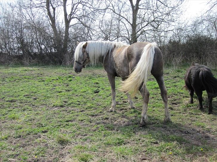 Haflinger Anubis(Solgt) billede 4