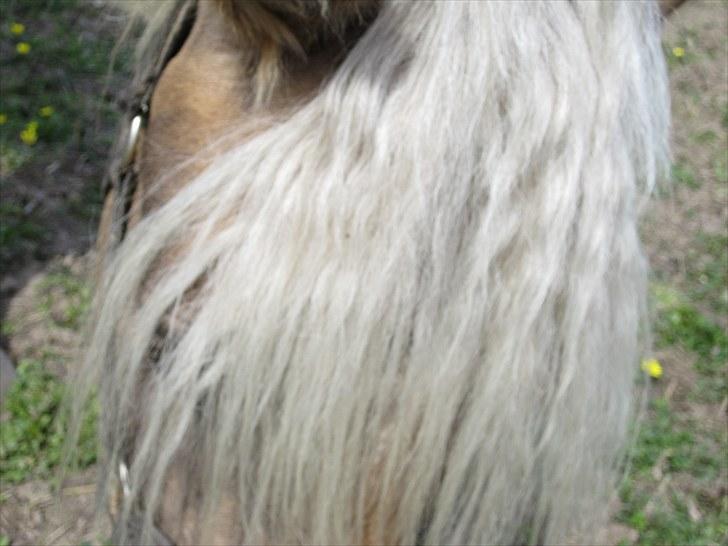 Haflinger Anubis(Solgt) billede 5