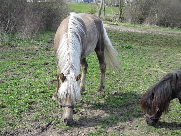 Haflinger Anubis(Solgt) billede 6