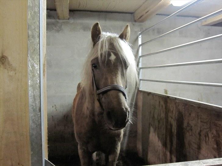 Haflinger Anubis(Solgt) billede 7