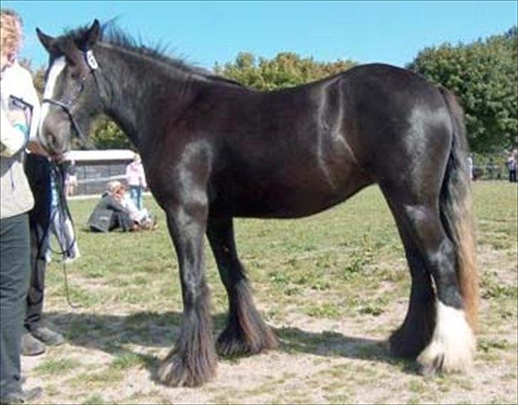 Irish Cob Esmeralda -  Esmeralda til kåring storehestedag i 2005. det var med hendes gammle ejer. hun er 2år:D  billede 19