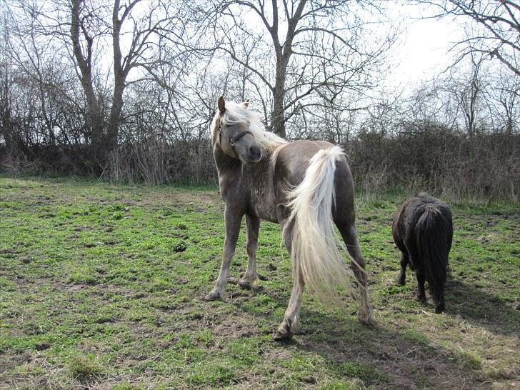 Haflinger Anubis(Solgt) - Uh det klør lige;-) billede 8