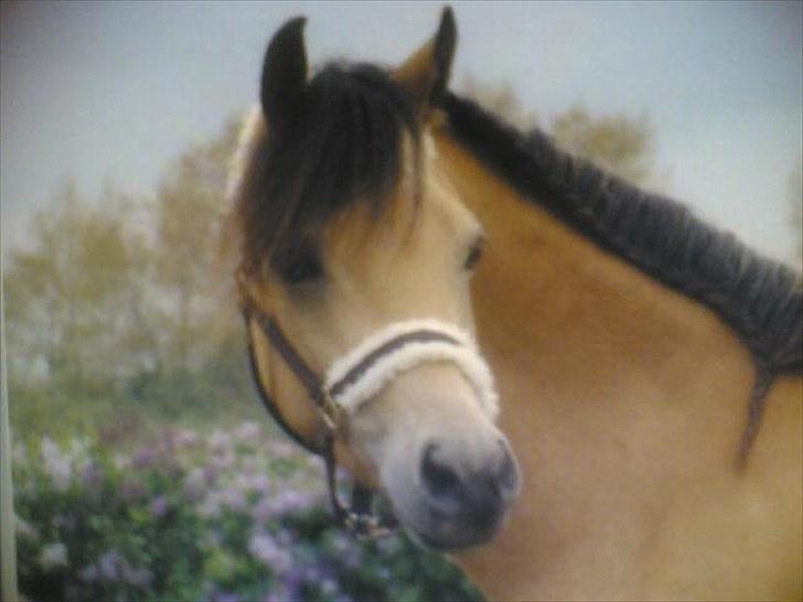 Welsh Pony (sec B) låddenhøjs spigall *DM 2011* - SMUKKE SMUKKE HALO billede 5