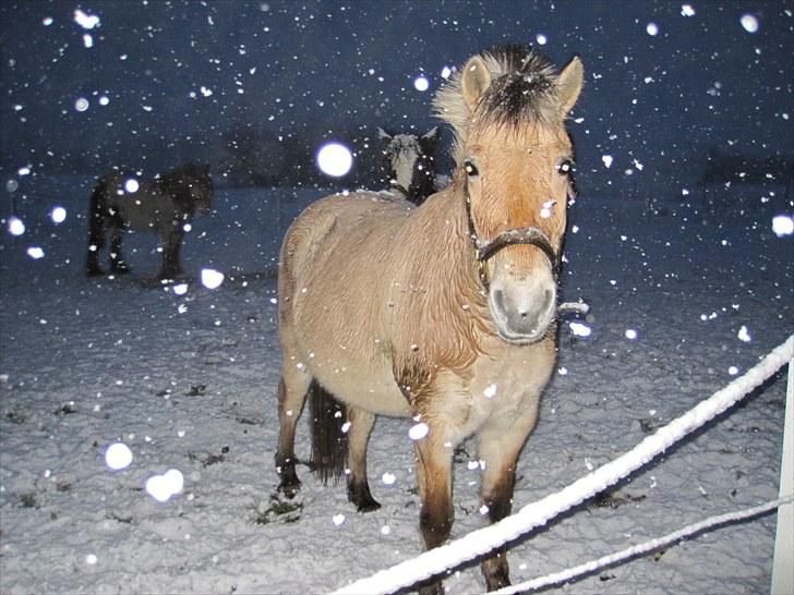 Fjordhest Felicia - Let it snow.... billede 12