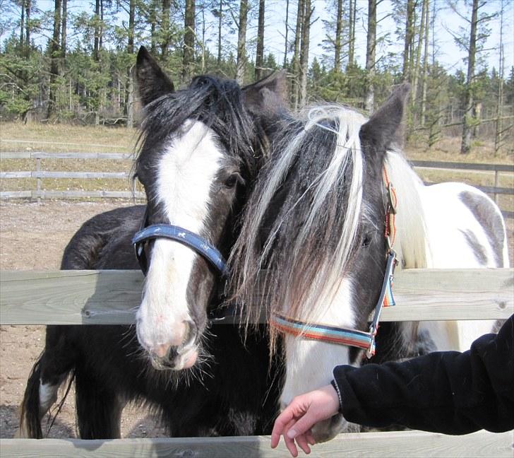 Tinker Kragelunds Darcy - Darcy og Sheiken er kærester <3 billede 8