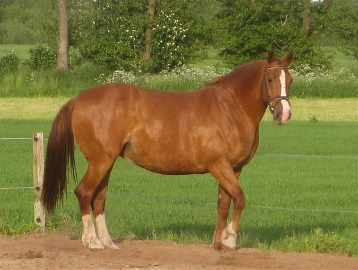 Frederiksborg Lykkeborgs Calista  billede 1