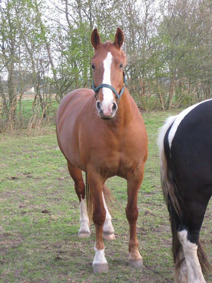 Frederiksborg Lykkeborgs Calista  billede 2
