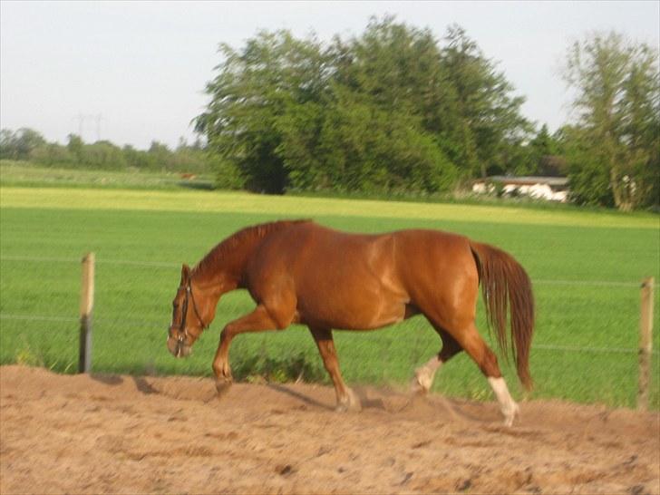Frederiksborg Lykkeborgs Calista  billede 3