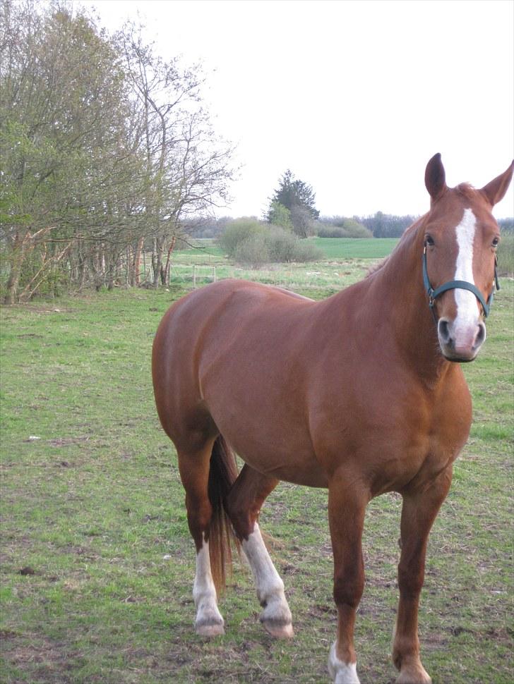 Frederiksborg Lykkeborgs Calista  billede 4