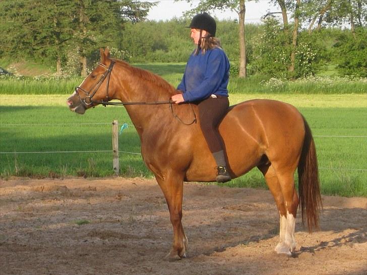 Frederiksborg Lykkeborgs Calista  billede 5