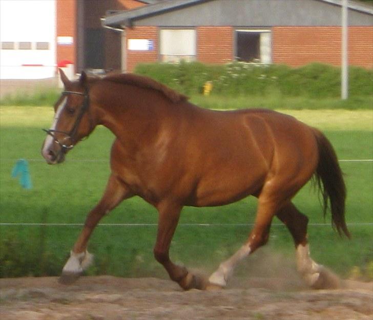 Frederiksborg Lykkeborgs Calista  billede 6