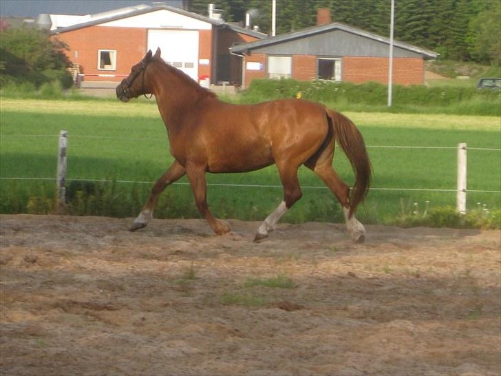Frederiksborg Lykkeborgs Calista  billede 7