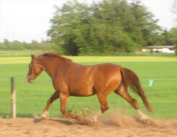 Frederiksborg Lykkeborgs Calista  billede 8