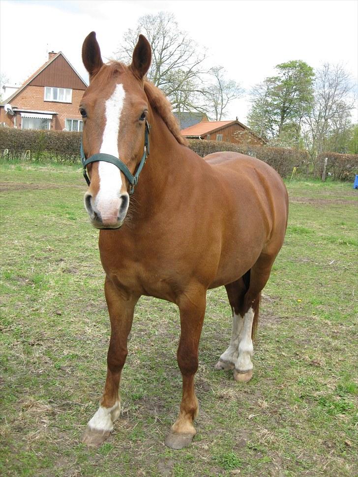 Frederiksborg Lykkeborgs Calista  billede 9