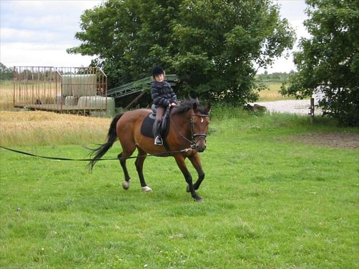 Holstener Lady coco billede 2