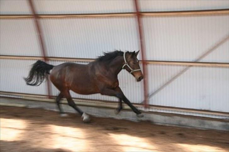 Holstener Lady coco billede 4