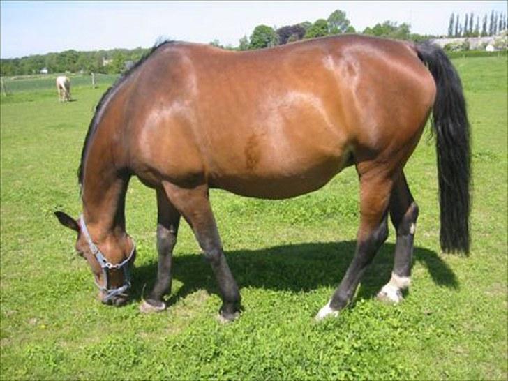 Holstener Lady coco billede 6