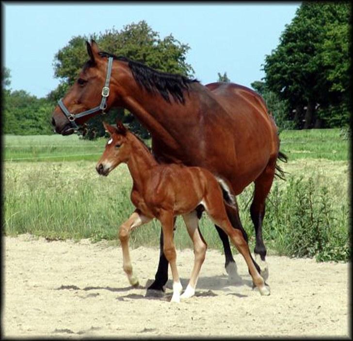 Holstener Lady coco billede 7