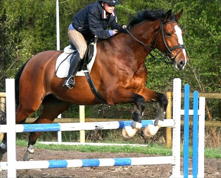 Svensk Varmblod                  Cadette  - Så blev det endelig tid til udendørstræning.  billede 13