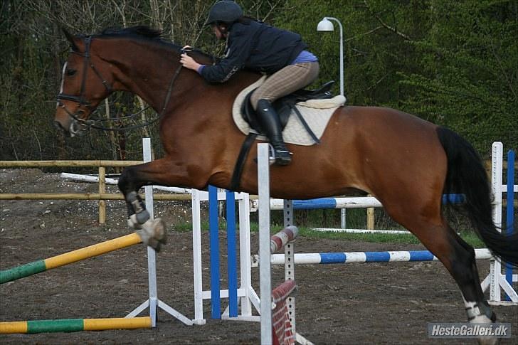 Svensk Varmblod                  Cadette  - Så blev det endelig tid til udendørstræning. billede 14