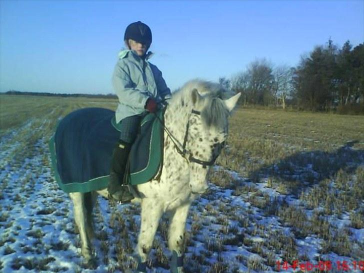 Anden særlig race Jack. - Et meget gammelt billed. billede 16