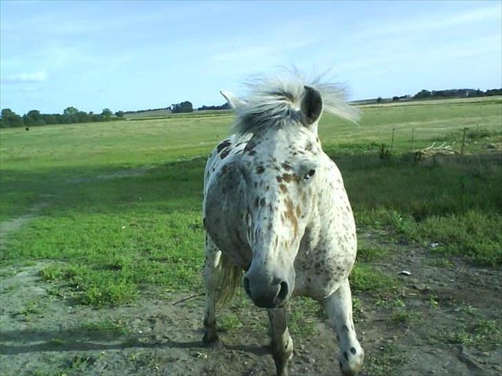 Anden særlig race Jack. - Det bedste man kunne omgås. billede 17