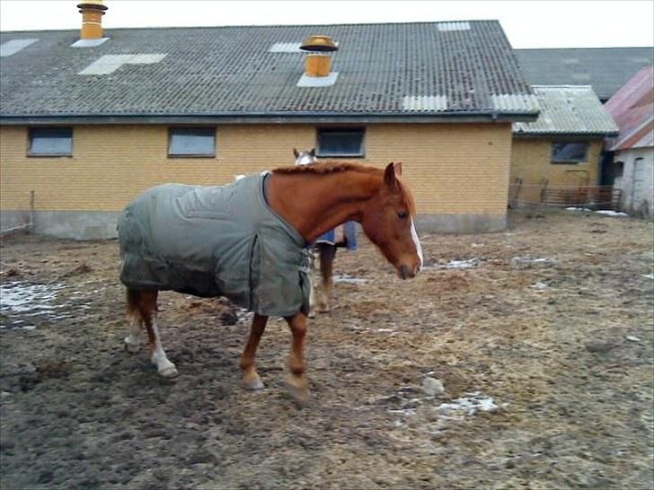 Hollandsk Sportspony Scarlett Angel. billede 10