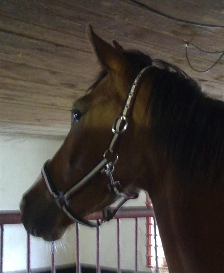 Anden særlig race Lazal - Velkommen til Lazal´s profil håber i syntes godt om ham. billede 1