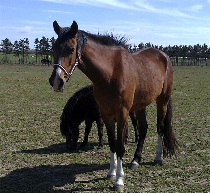 Anden særlig race Lazal - På fold d. 6/5-10 billede 2