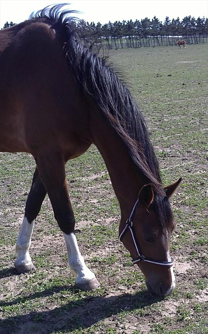 Anden særlig race Lazal - Uhm græs : ) billede 3