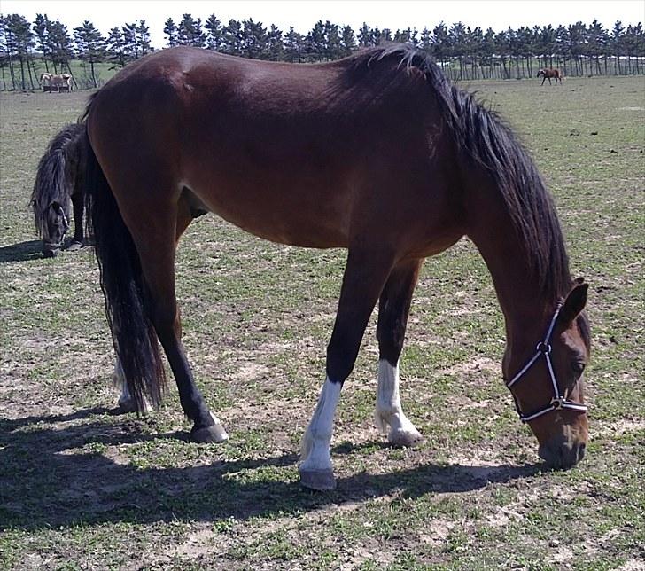 Anden særlig race Lazal - Han er så smuk<3 billede 4