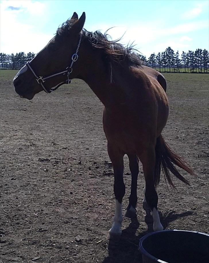 Anden særlig race Lazal - <3 billede 5