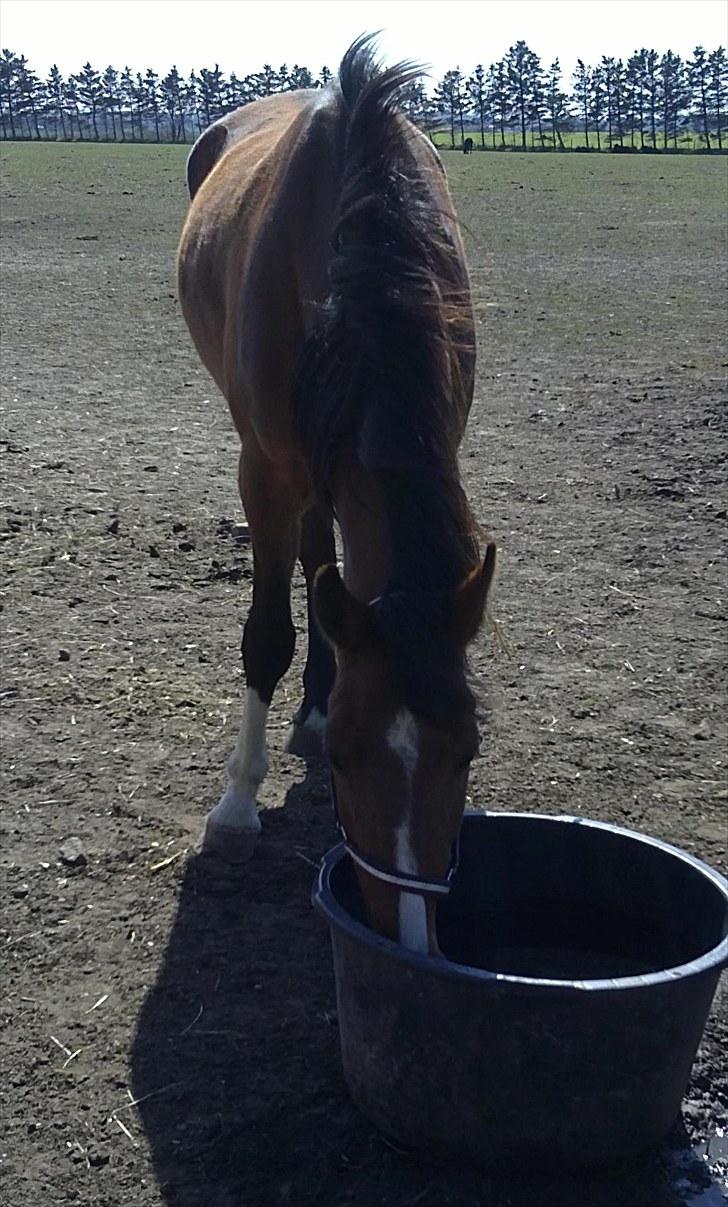 Anden særlig race Lazal - Lidt tørstig? <3 billede 6