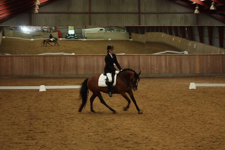 New Forest Kimbell P  billede 9