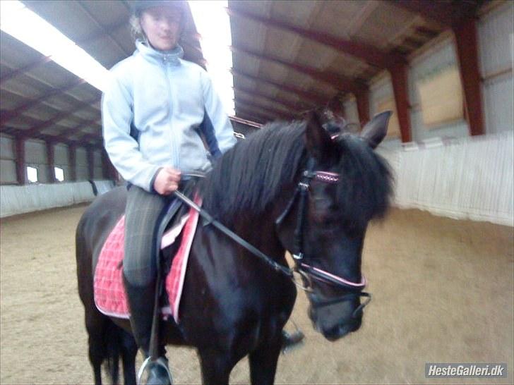 Anden særlig race Dina * Solgt * - Mig og Dina 2010:D enlig fik jeg min pony en hel weekend! billede 16