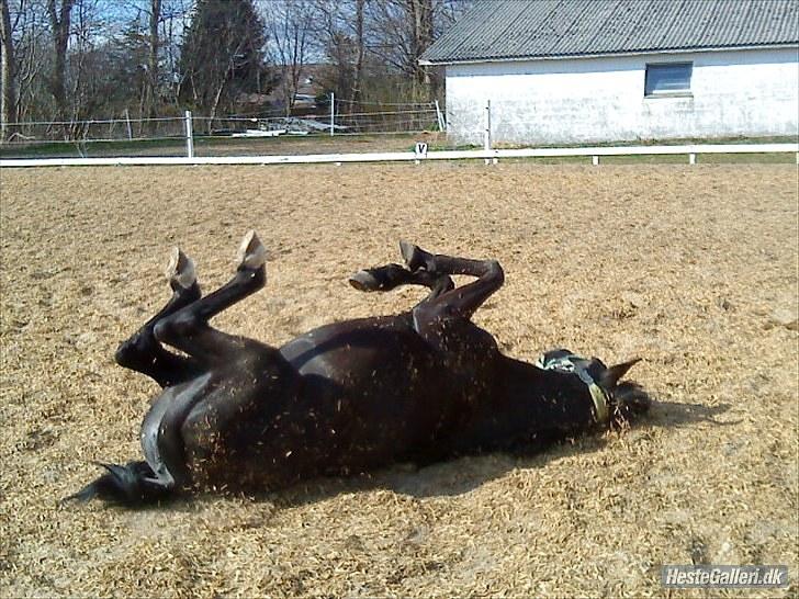 Anden særlig race Dina * Solgt * - Dina nød en rulle tur på banen uden dækken! billede 17