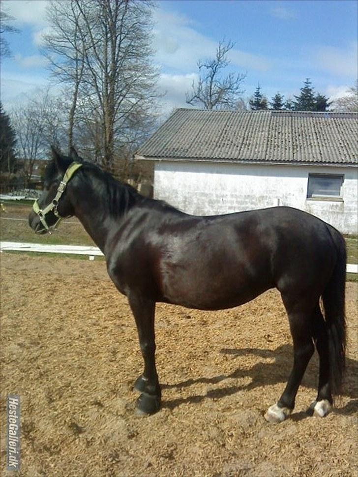 Anden særlig race Dina * Solgt * - DEn super smukke pony:D Elsker diig & Vil aldrig miste diig! billede 18