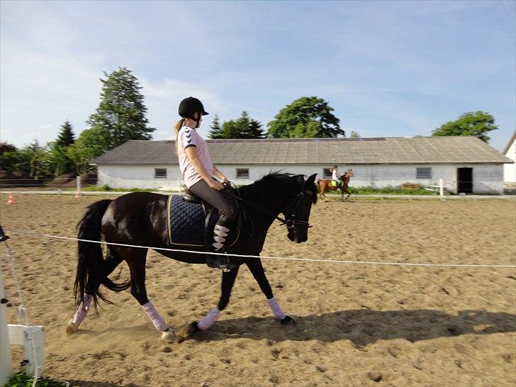 Anden særlig race Dina * Solgt * - Dejlige pony er i hård træning med lillesøster:)<3 billede 19