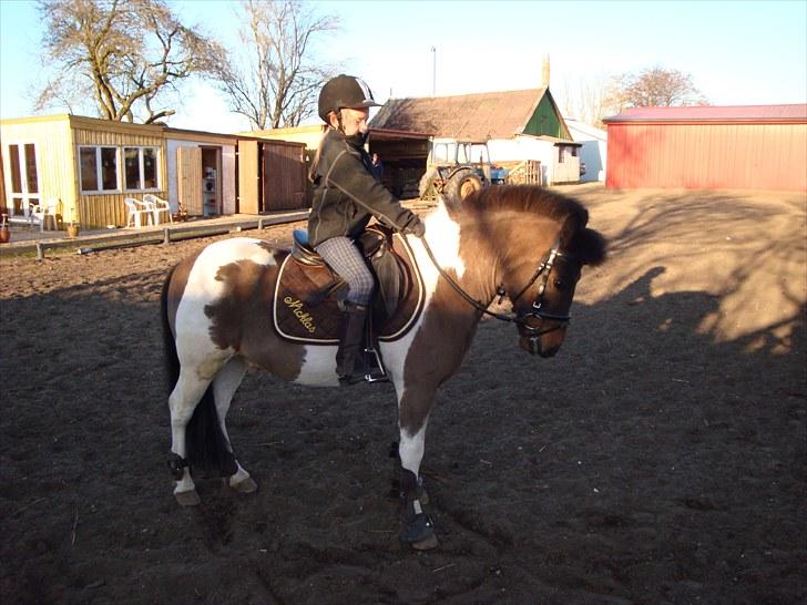 Anden særlig race Nicklas (Solgt) - Mig og smukke Nicklas billede 17