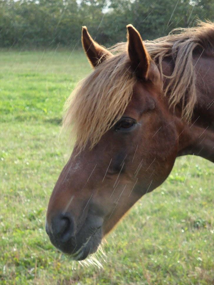 New Forest Brentebjergs 007 <33 - Foto: mig - en dag hvor der regner stille!  billede 2