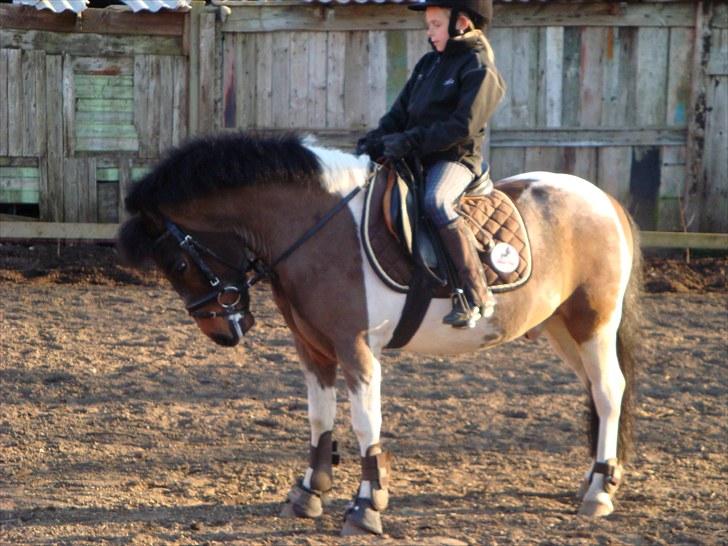 Anden særlig race Nicklas (Solgt) - Nicklas jeg Elsker dig lige meget hvad <3 billede 20