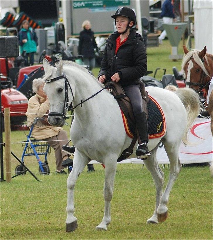 Shagya Araber (SH) Bonjour la chaise *R.I.P. 06-11-12* - Foto: Jani Pedersen billede 5